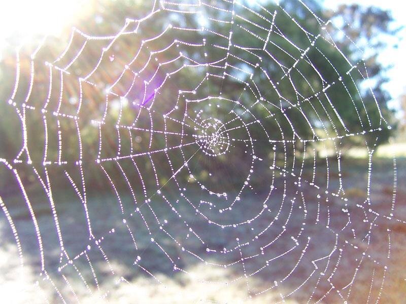Spiderweb with Dewdrops — White, Serene