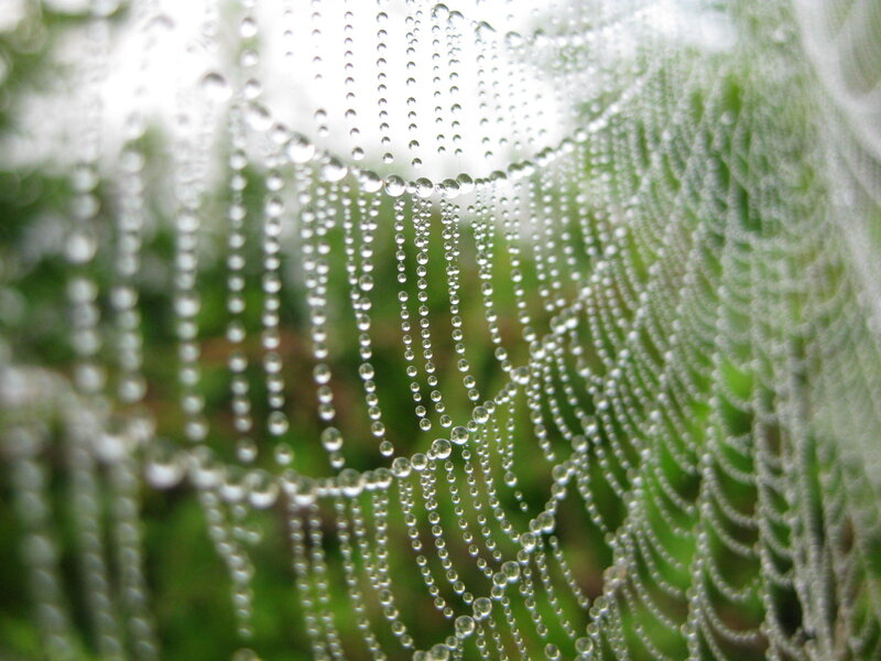 Spiderweb with Dewdrops — White