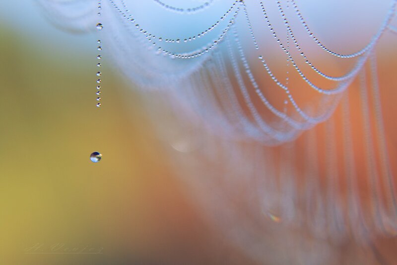 Spiderweb with Dewdrops — Yellow, Serene, Morning