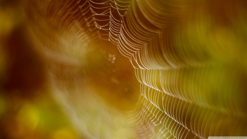 Spiderweb with Dewdrops — Yellow