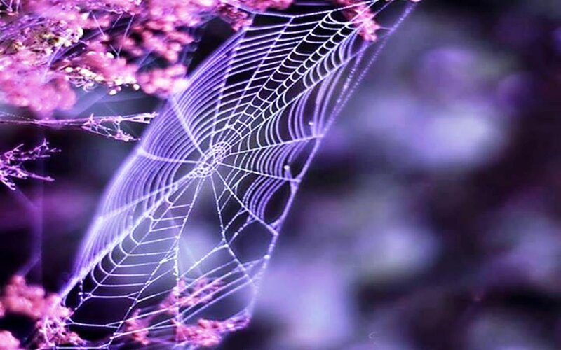 Spiderweb with Flowers