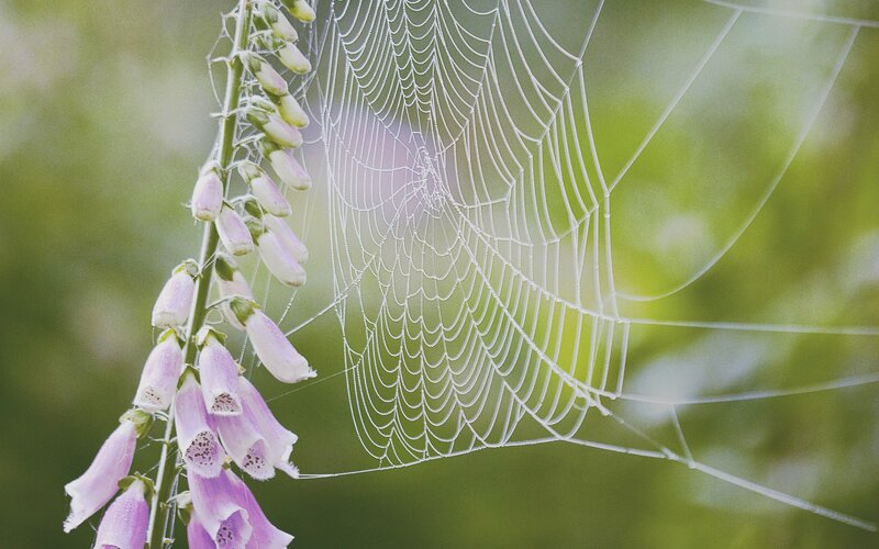 Spiderweb with Foxgloves