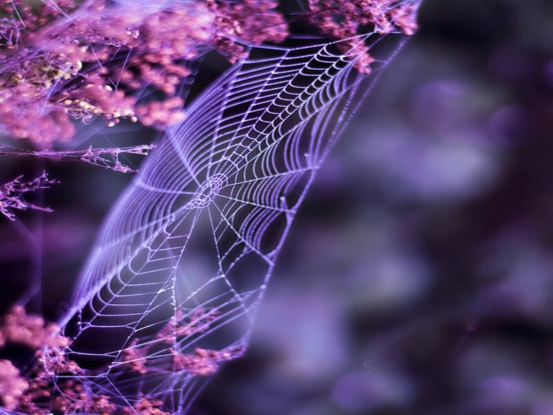 Spiderweb with Purple Flowers