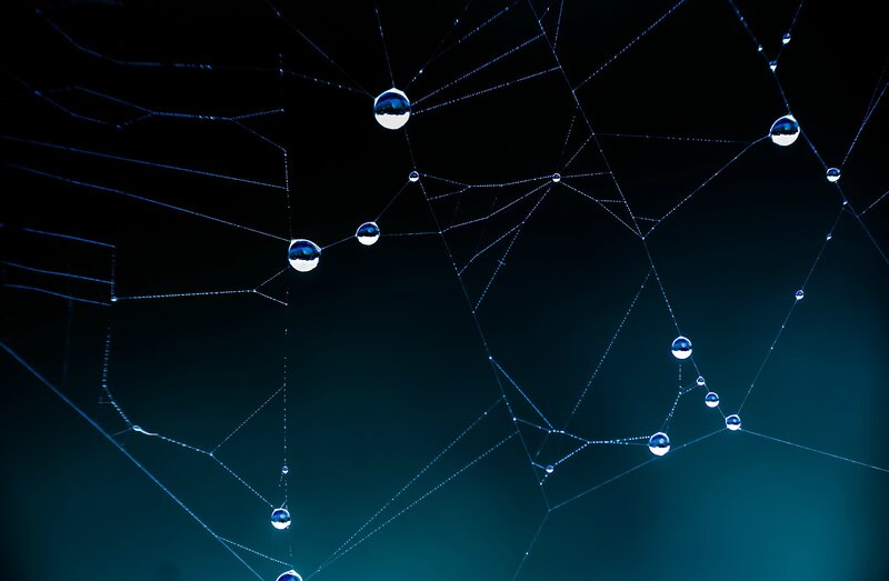 Spiderweb with Water Droplets — Black, Dramatic