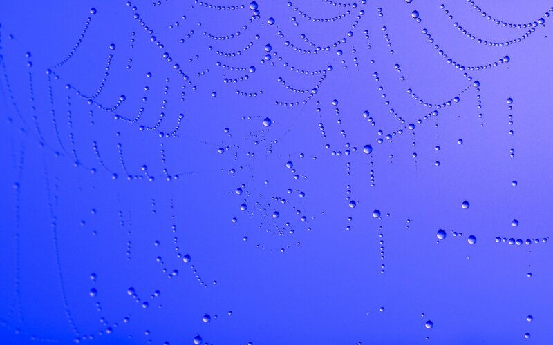 Spiderweb with Water Droplets — Blue, Calm