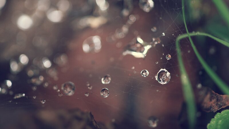 Spiderweb with Water Droplets — Green