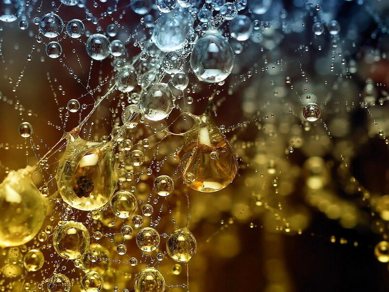Spiderweb with Water Droplets
