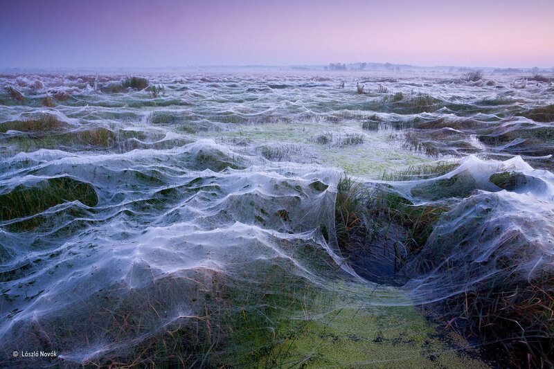 Spiderwebs in Marsh