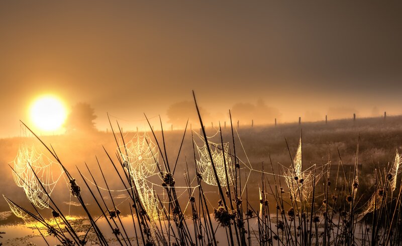 Spiderwebs in Morning Mist