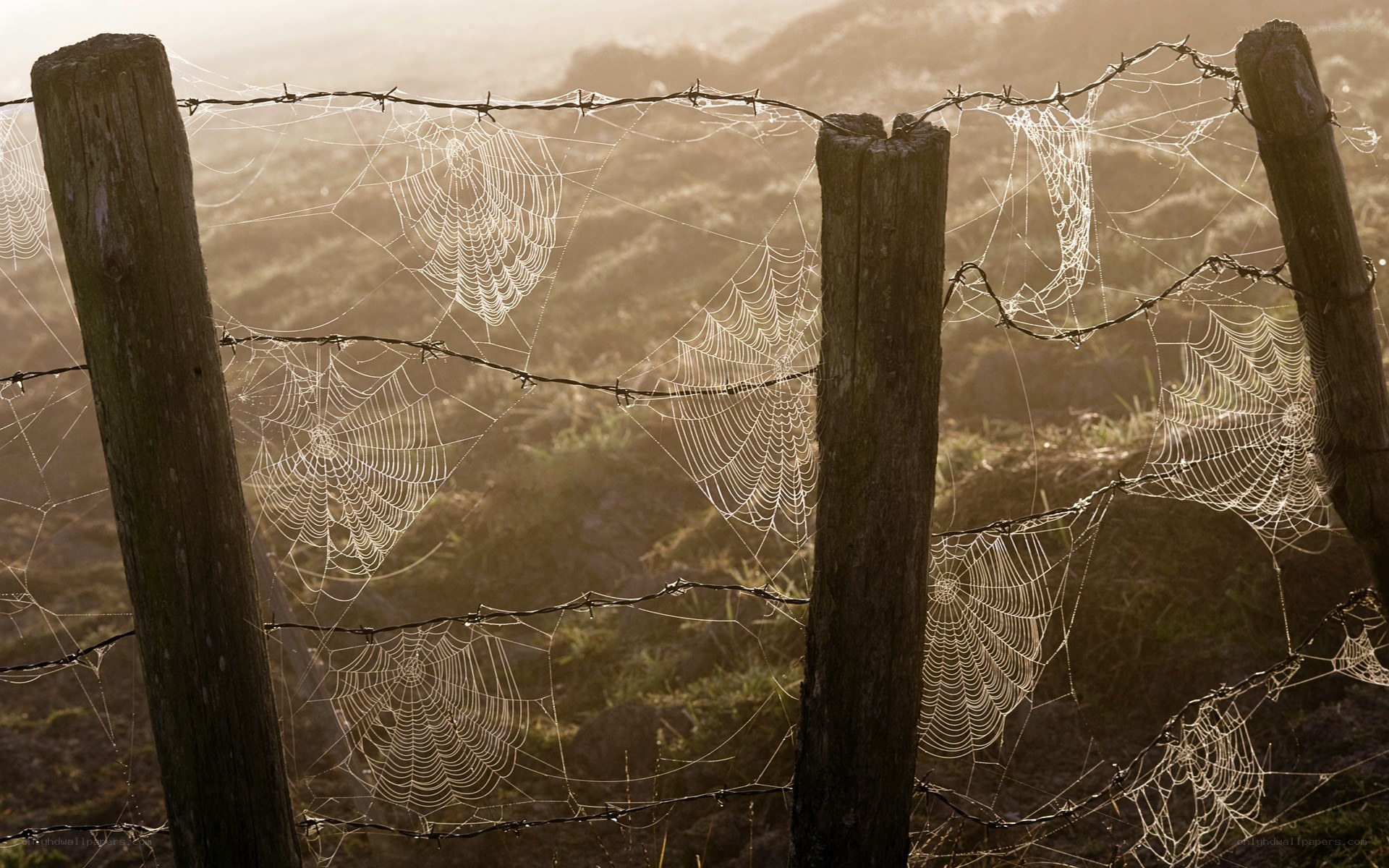 spiderwebs on a barbed wire fence