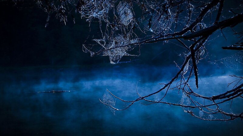 Spiderwebs on Branches — Blue, Dark