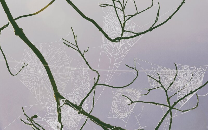 Spiderwebs on Branches — White, Calm