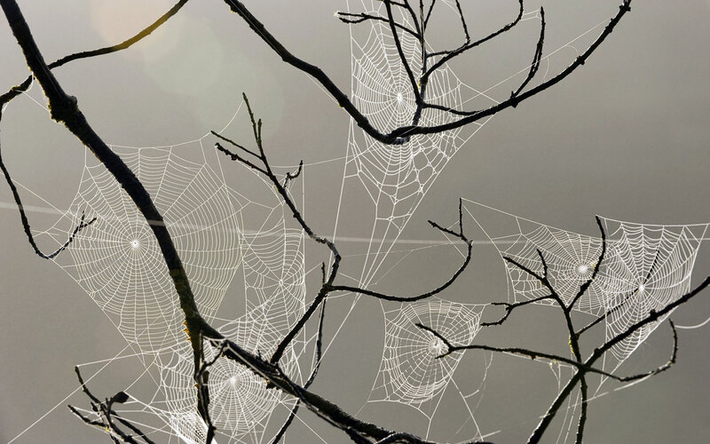 Spiderwebs on Branches — White