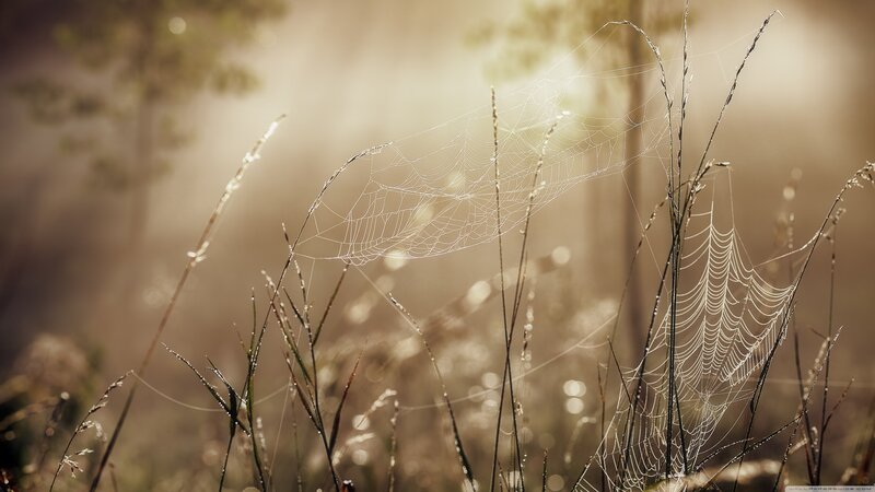 Spiderwebs on Grass