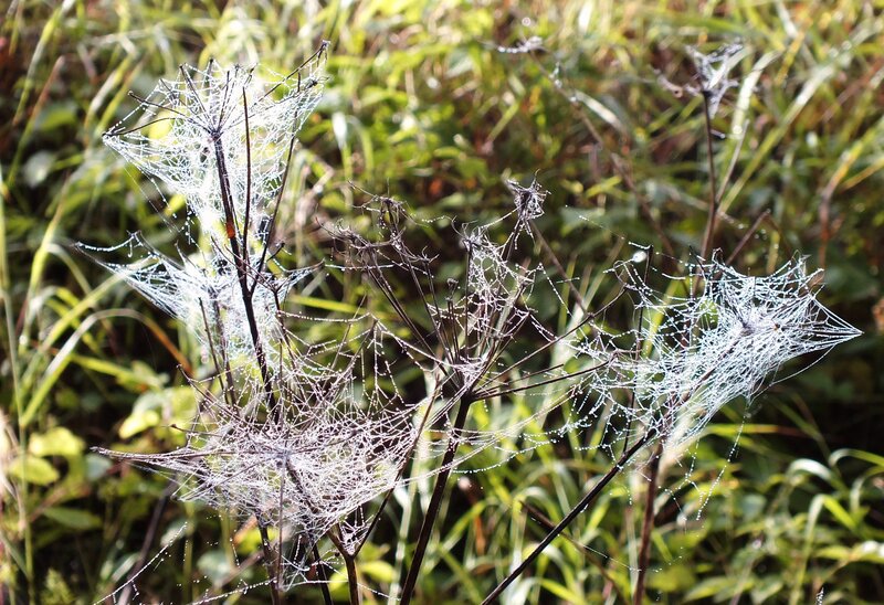 Spiderwebs on Plants