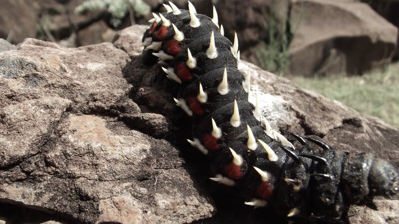 Spiked Caterpillar on Rock