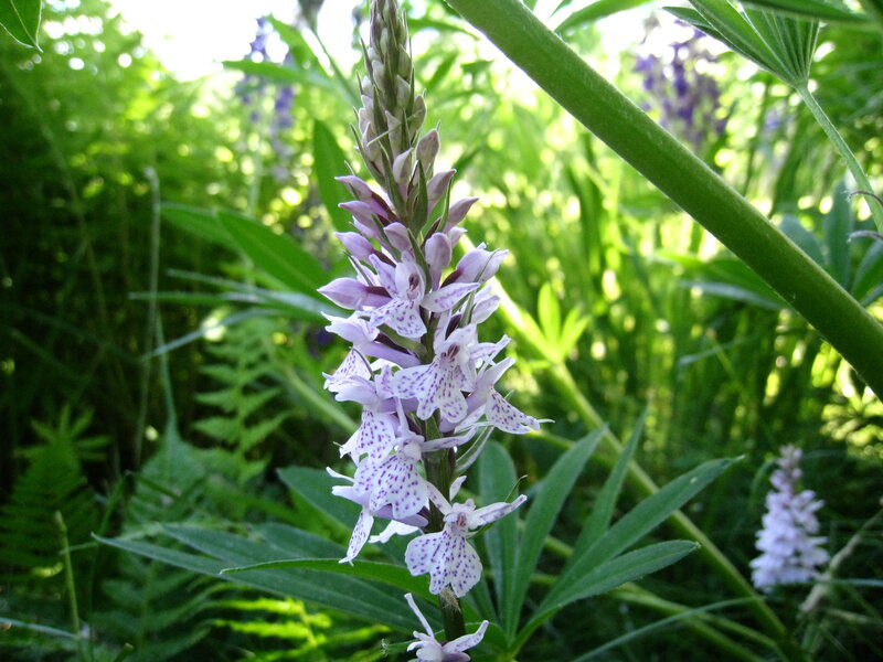 Spiked Orchid Flower
