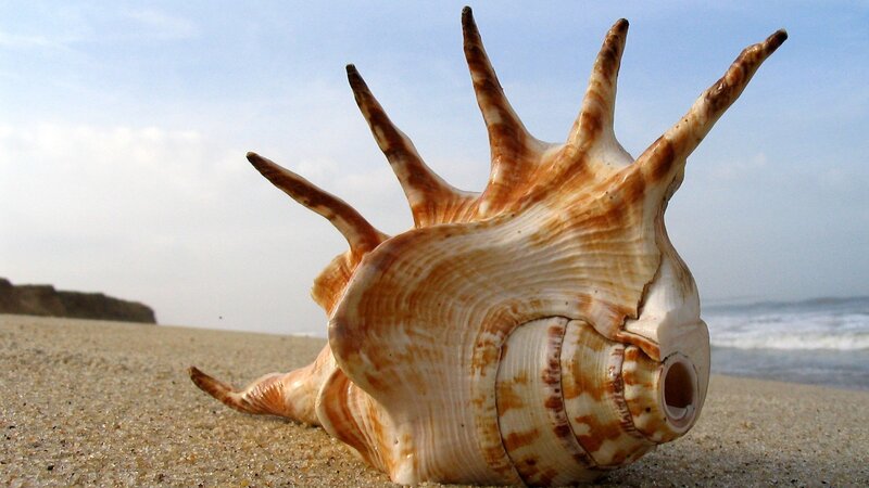 spiked seashell on beach