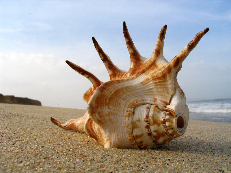 Spiked Seashell on Beach — Afternoon