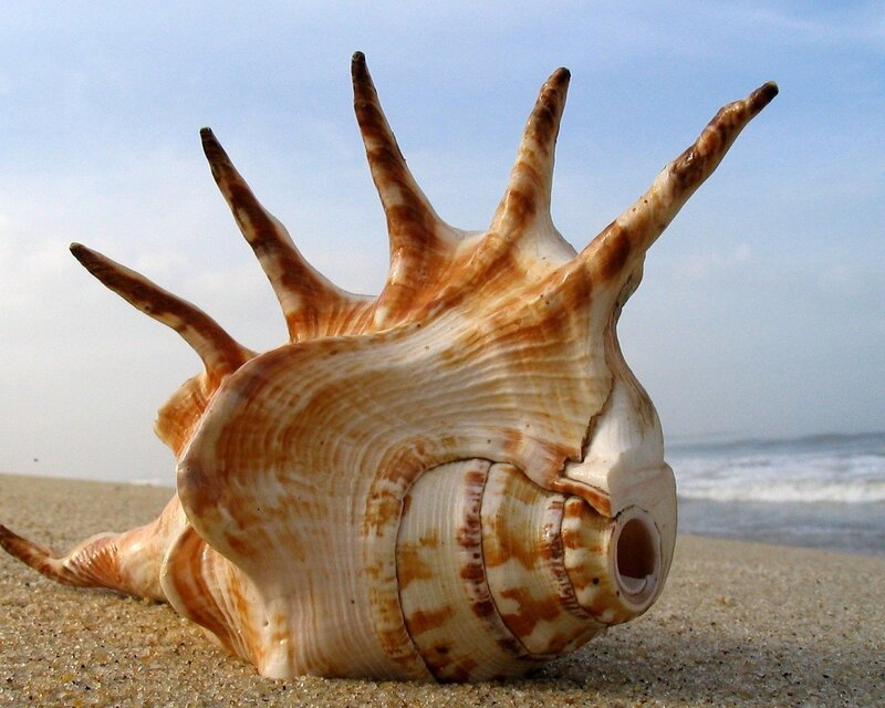Spiked Seashell on Beach — Beige, Serene, Afternoon, Photograph, Sand, Ocean, Sky, Brown