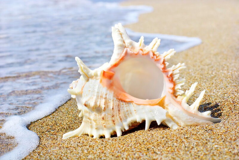Spiked Seashell on Beach — Beige, Serene, Afternoon, Photograph