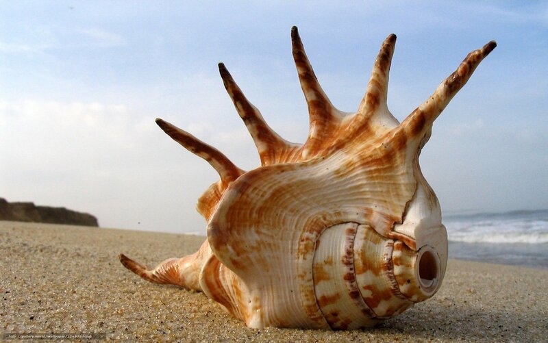 Spiked Seashell on Beach — Beige, Serene
