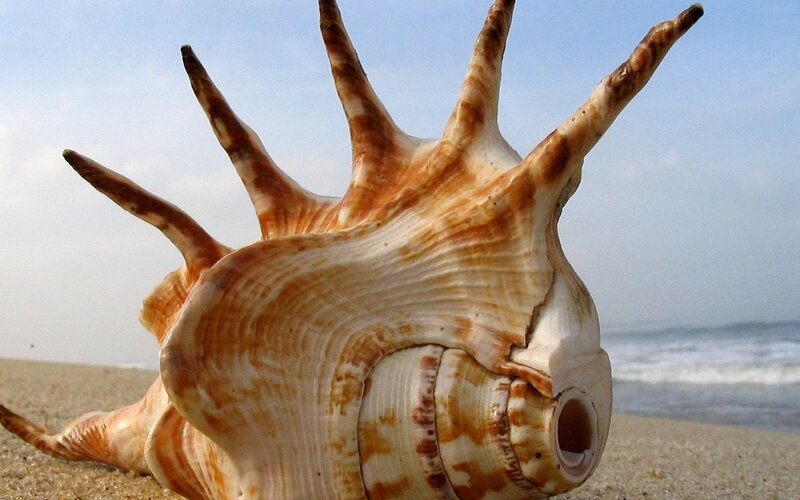 Spiked Seashell on Beach — Brown