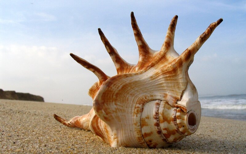 Spiked Seashell on Beach — Serene