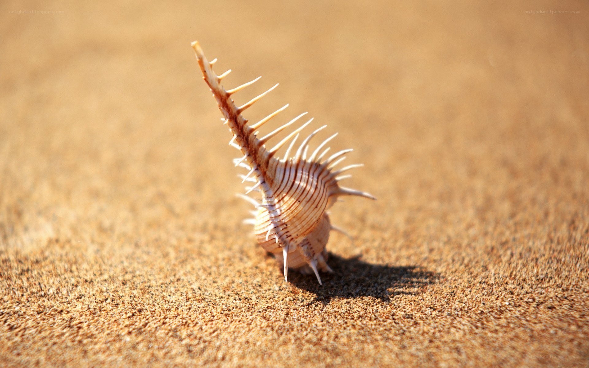 spiked seashell on sand