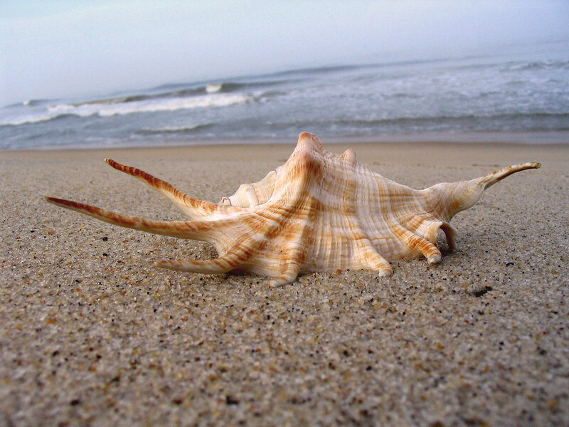 Spiked Seashell on Sand — Beige, Calm