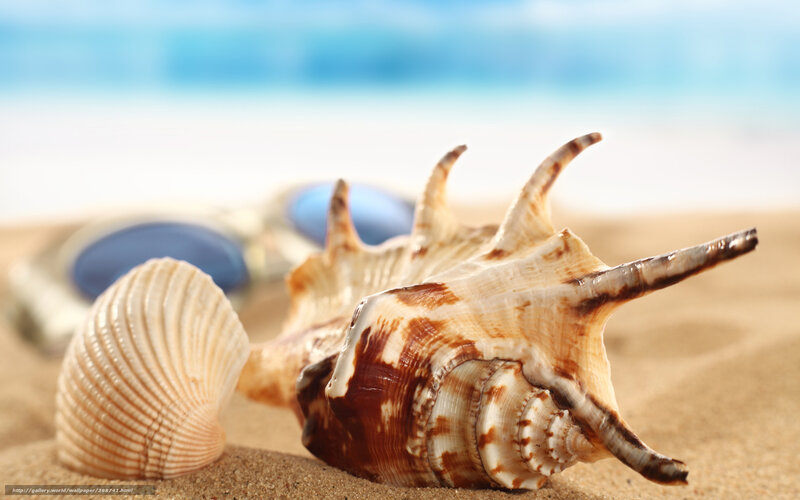 Spiked Seashell on Sand — Beige