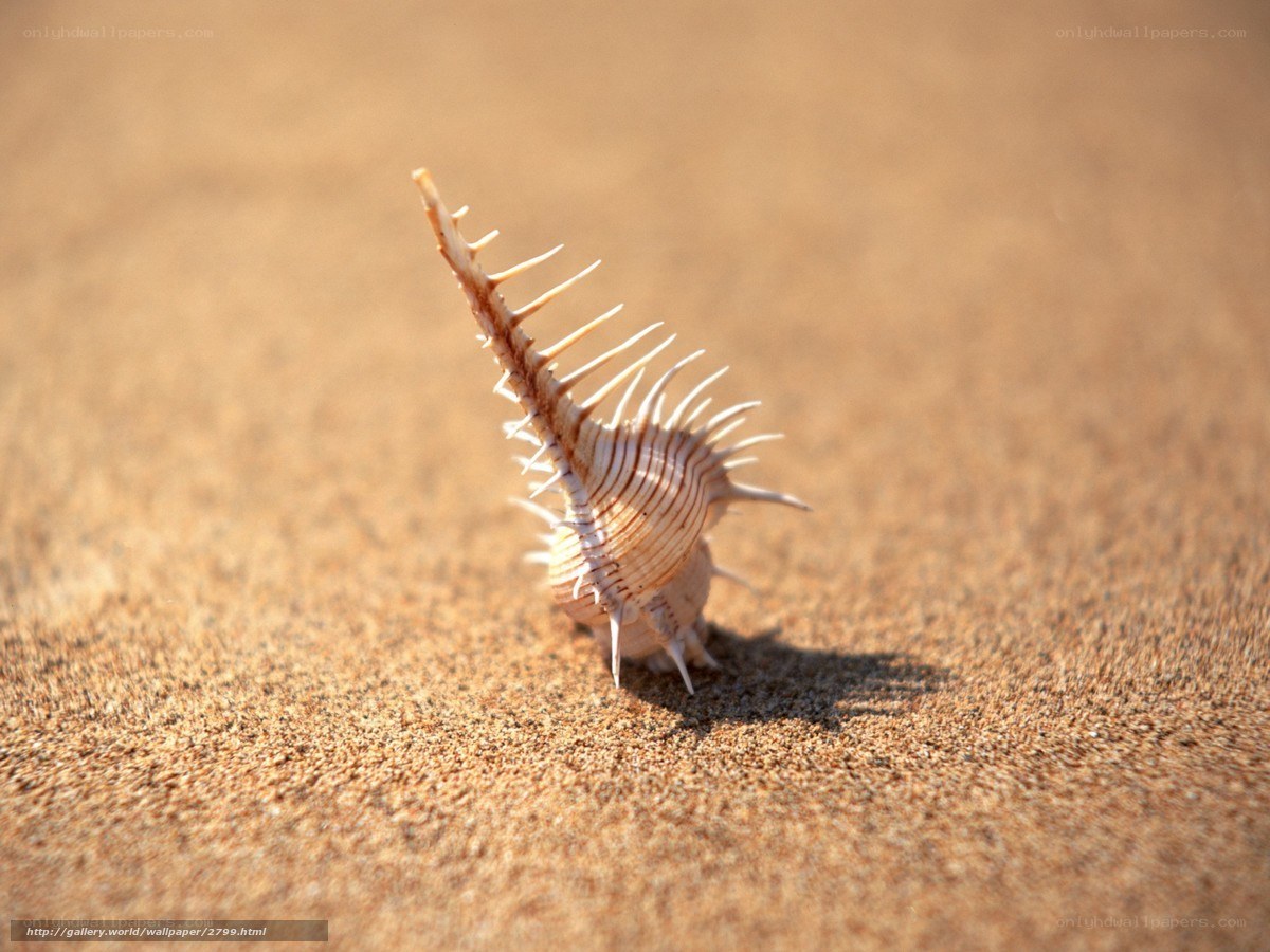 spiked seashell on sand