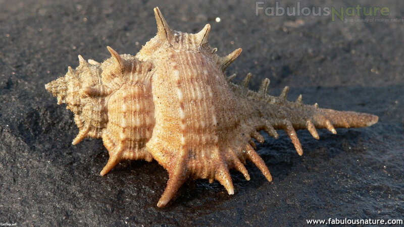 Spiked Seashell