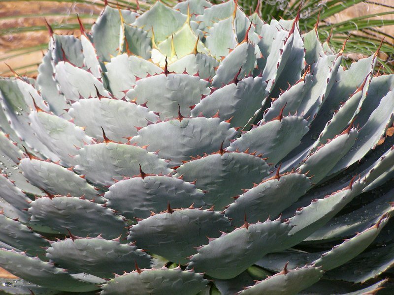 Spiky Agave Plant