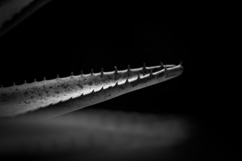 Spiky Aloe Leaf