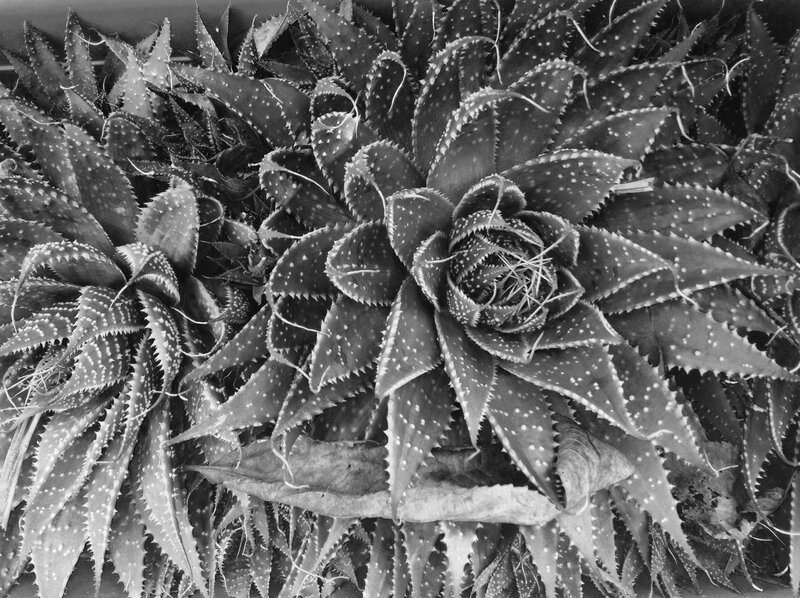 Spiky Aloe Vera Plants