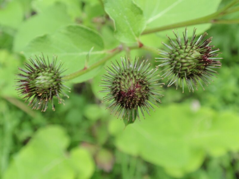 spiky burdock seed heads
