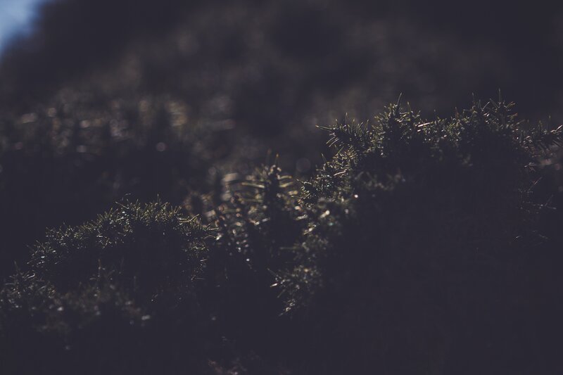 Spiky Bushes in Shadow