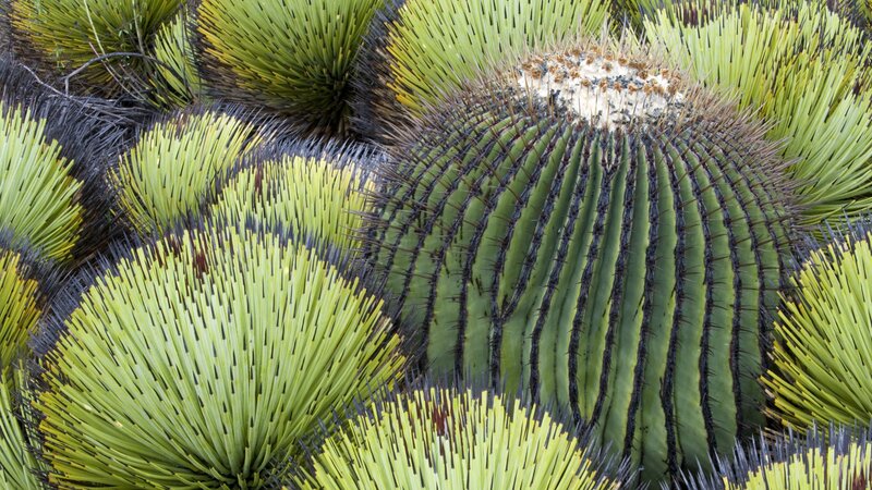 Spiky cacti and succulents