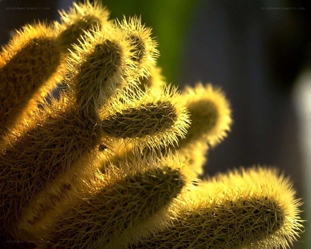 Spiky cactus in sunlight
