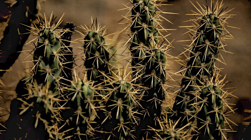 Spiky cactus plants