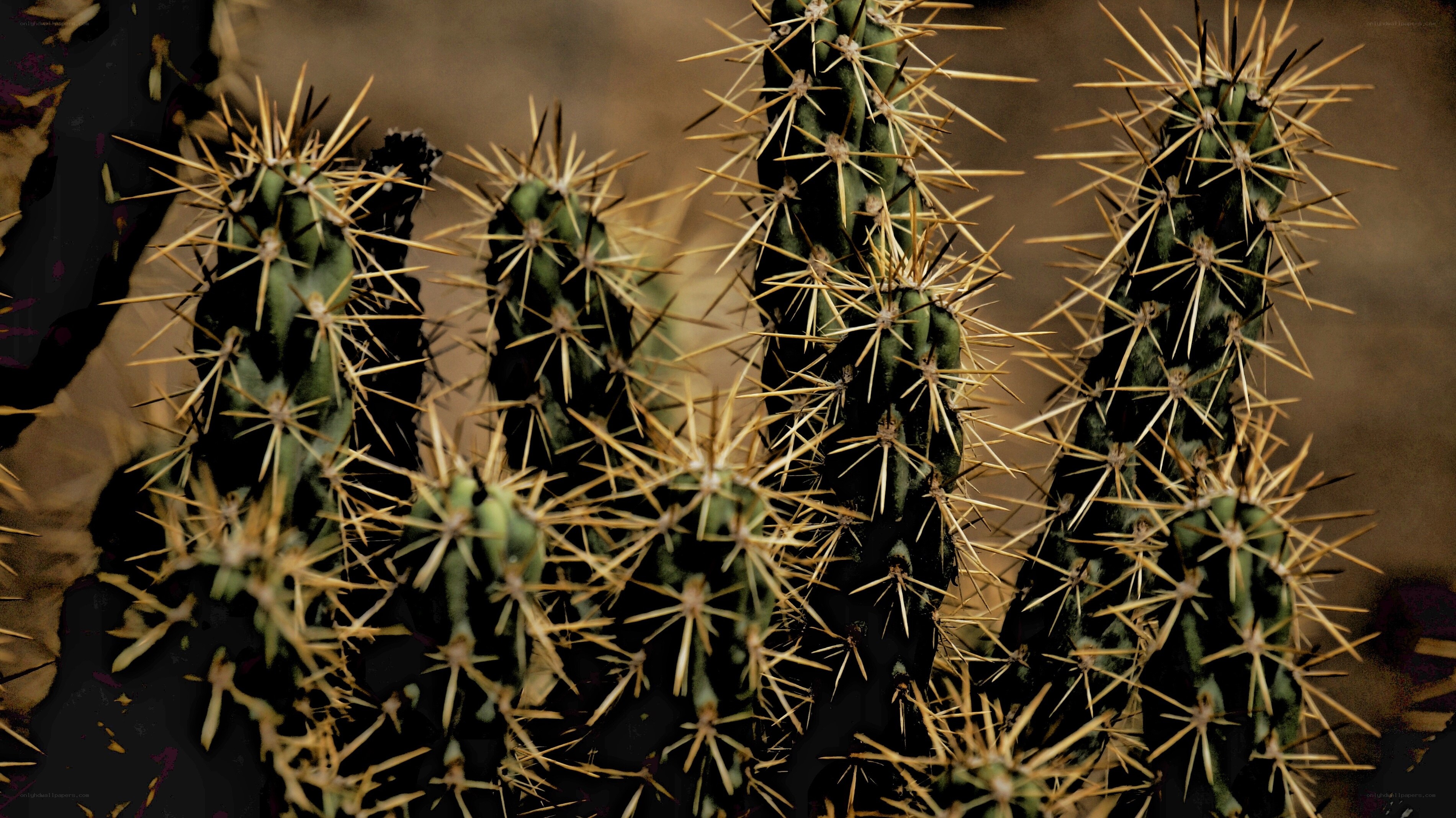 Spiky cactus plants