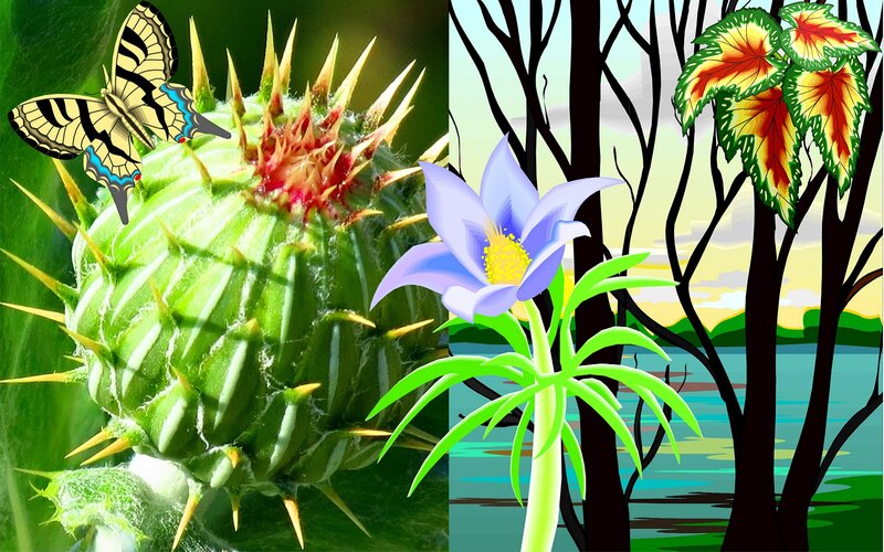 Spiky Cactus with Butterfly