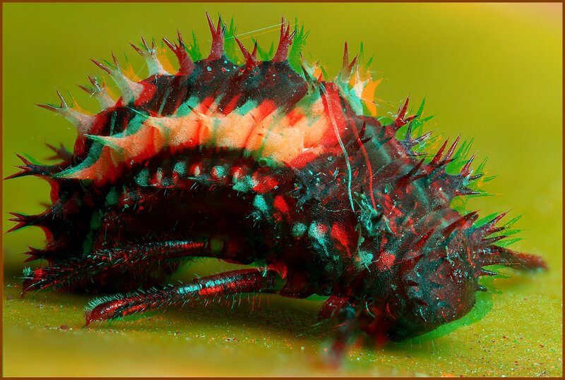 spiky caterpillar on leaf