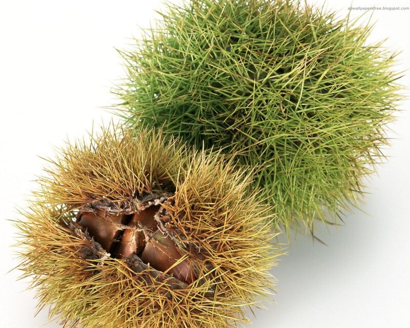 Spiky chestnut husks