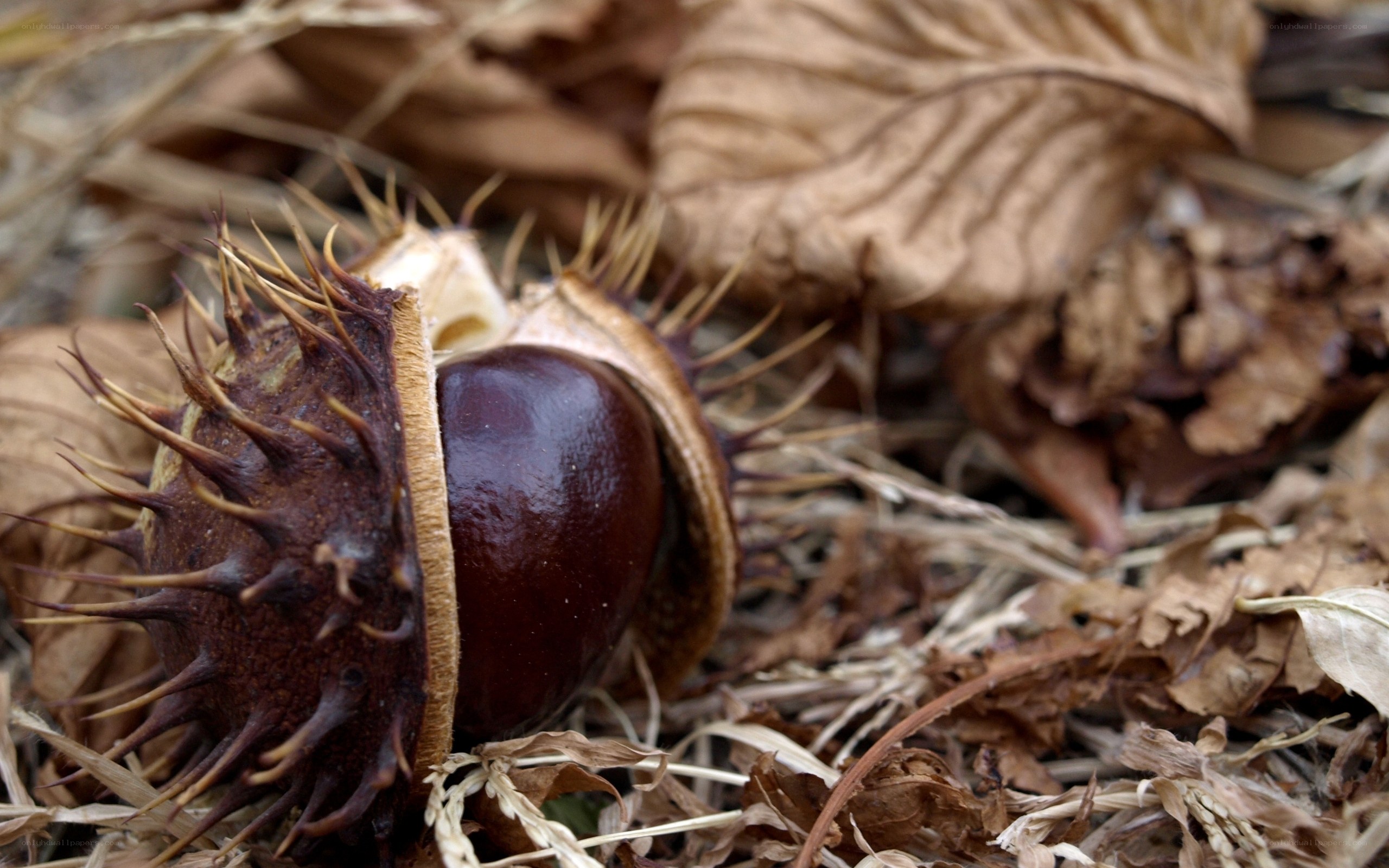 Spiky chestnut pod on forest floor