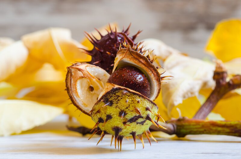 Spiky chestnut pods on autumn leaves