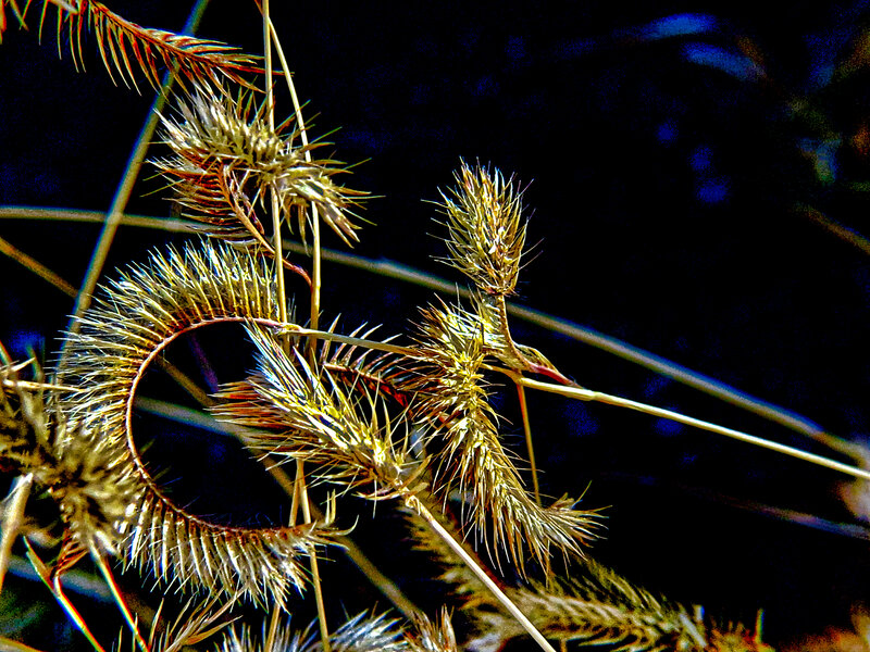 Spiky Dried Grass Heads