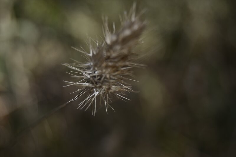 Spiky Dried Plant