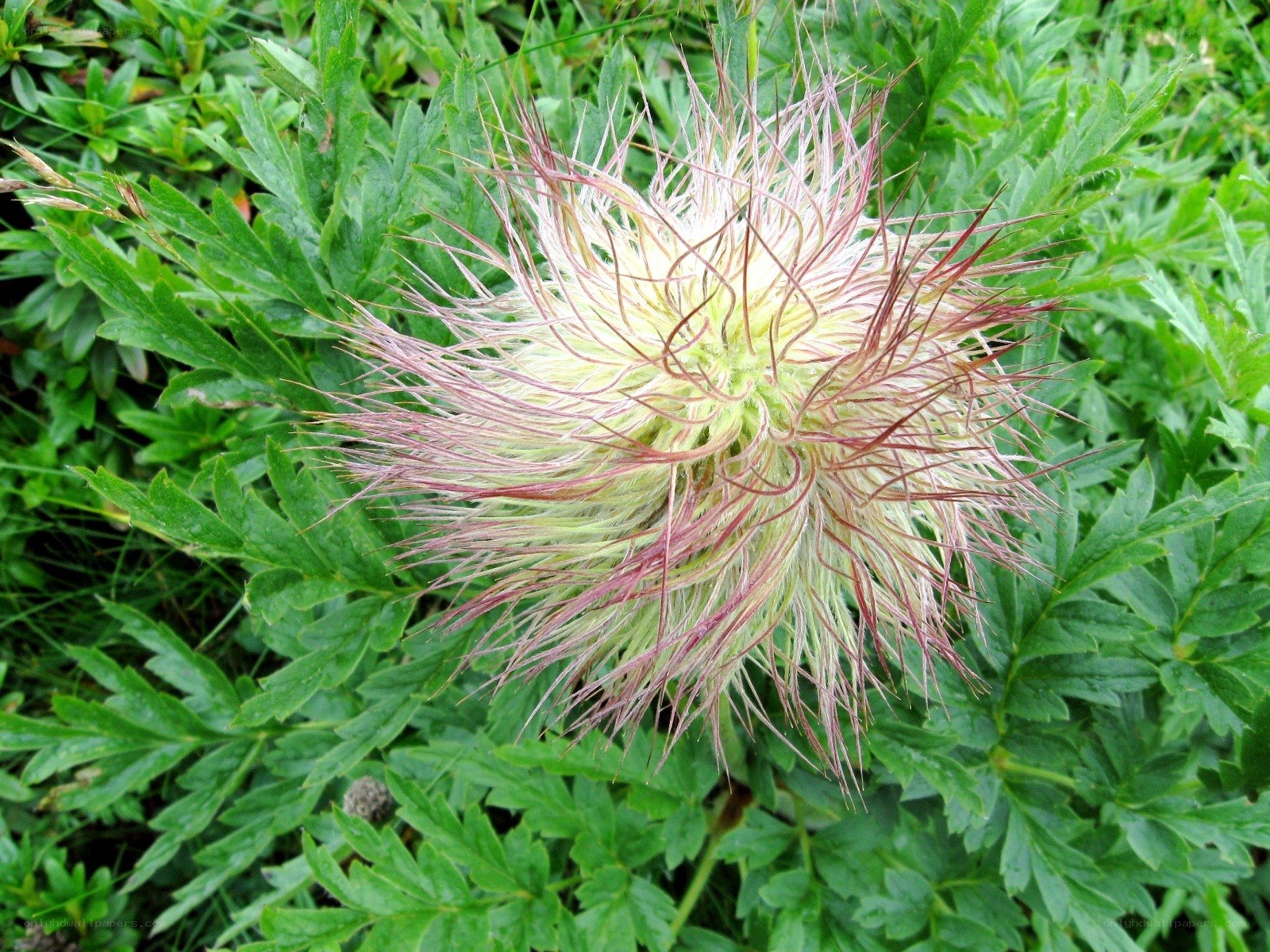 spiky flower with feathery bracts